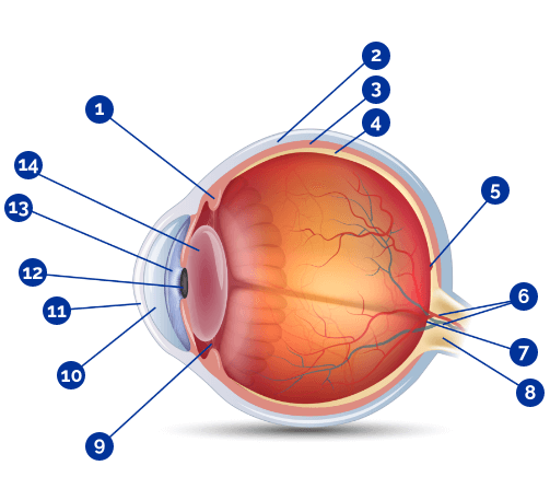 Gráfico del ojo